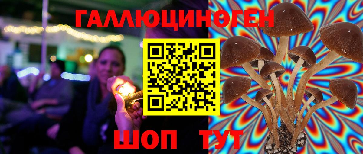 Псилоцибиновые грибы Psilocybe Абинск